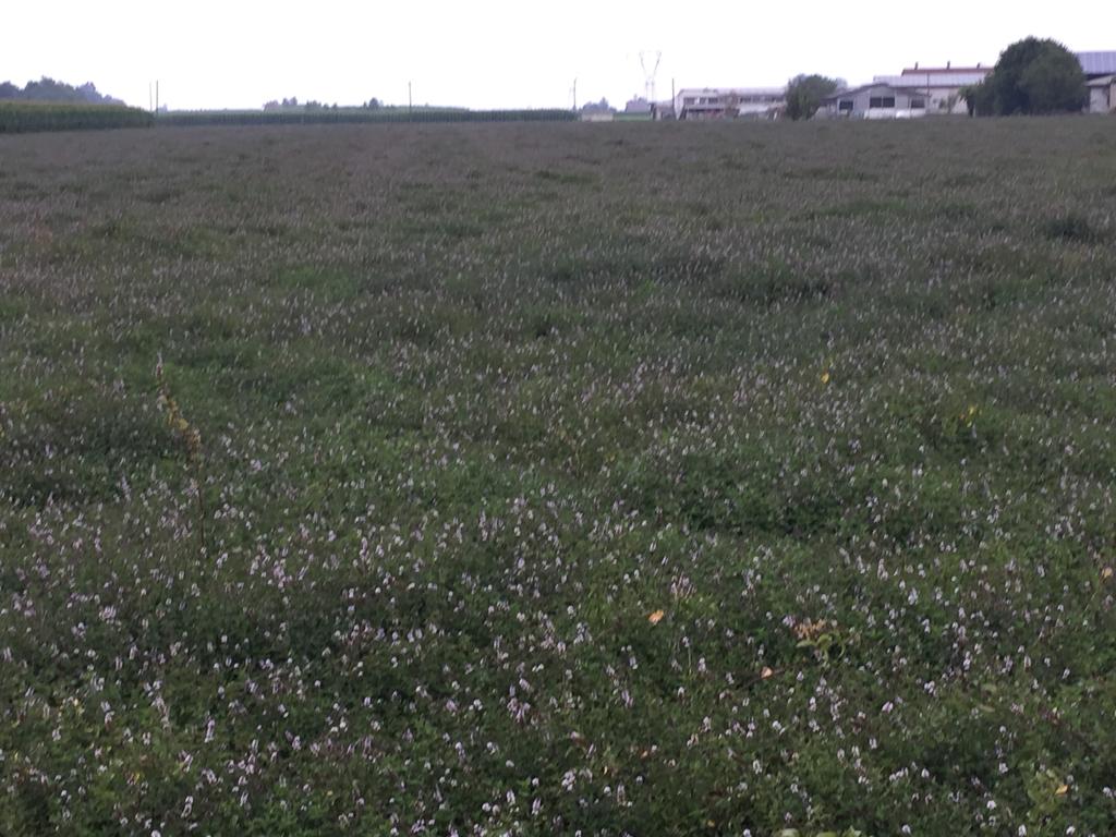 campo di menta