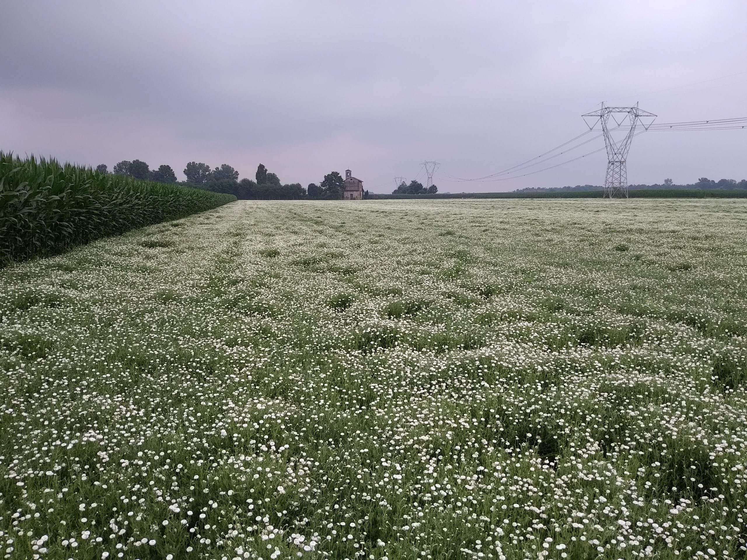 Campo di camomilla