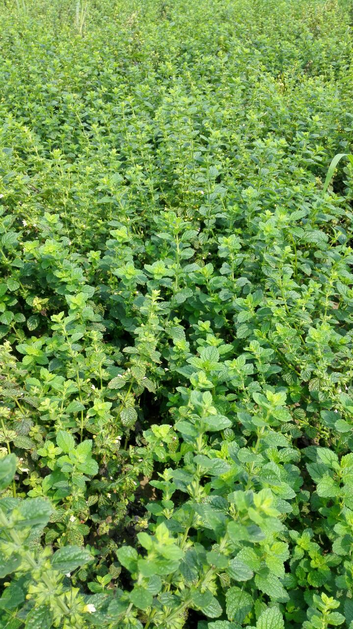 Campo di menta