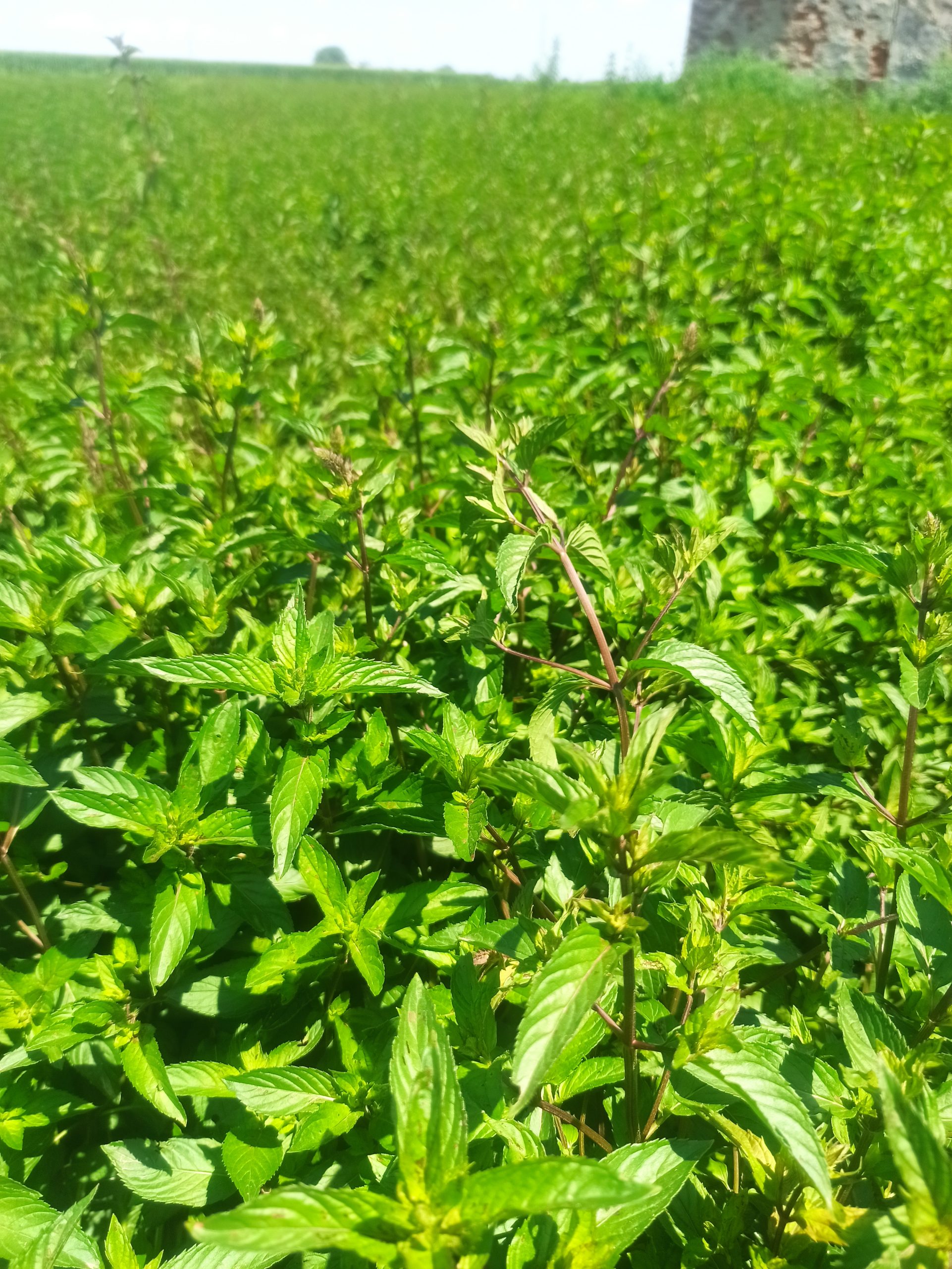 campo di menta