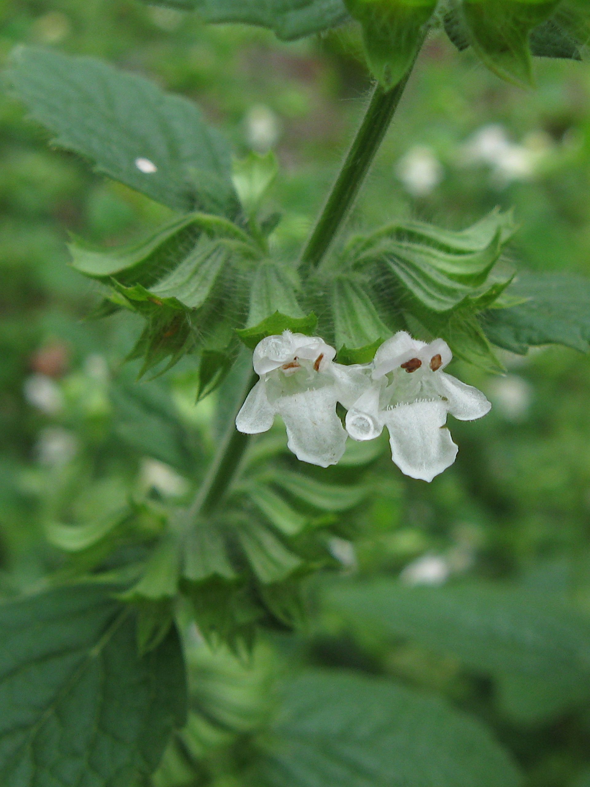 Melissa officinalis