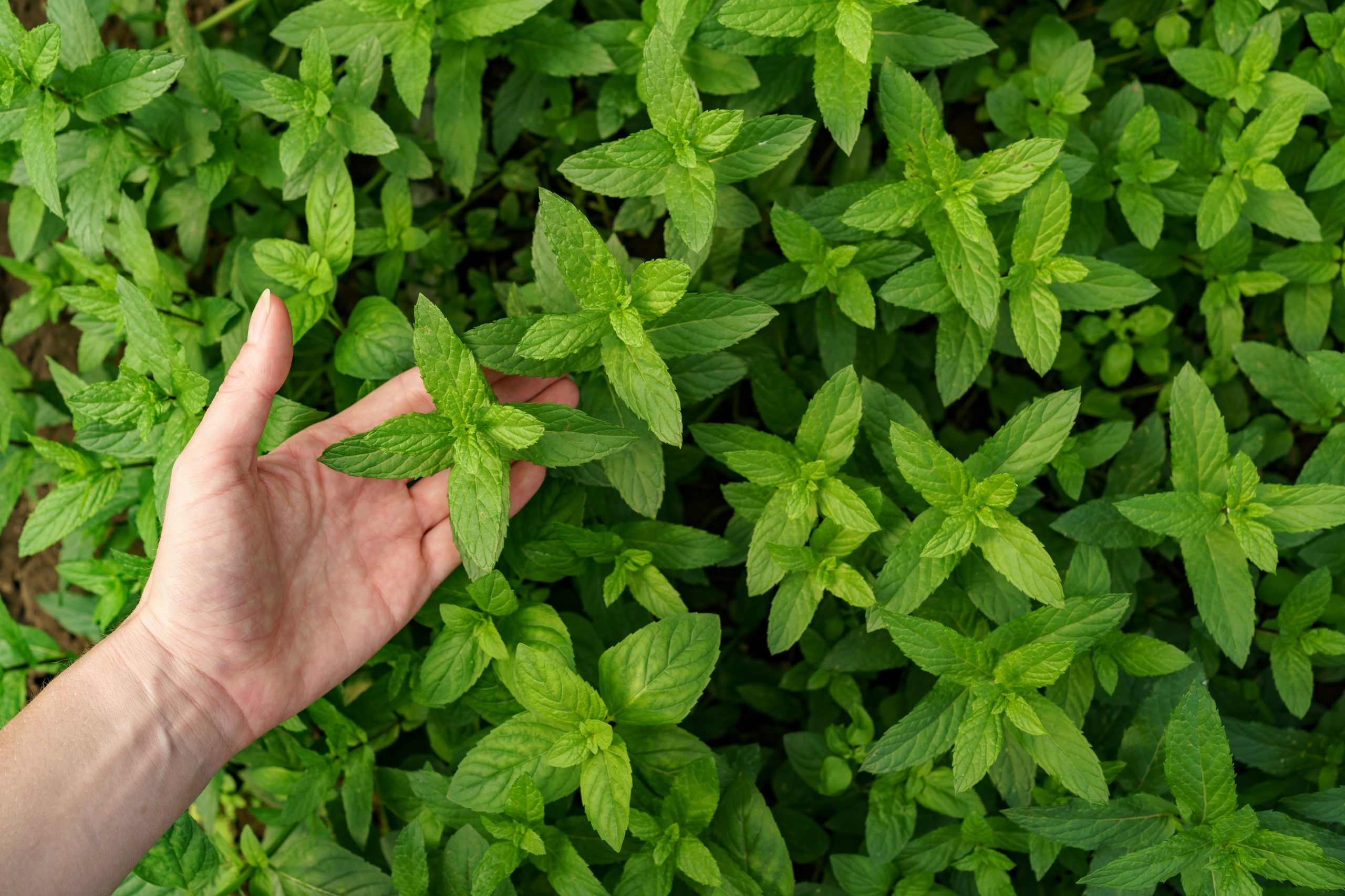 Woman hand close up touching fresh organic mint in the garden. Healthy food and life concept
