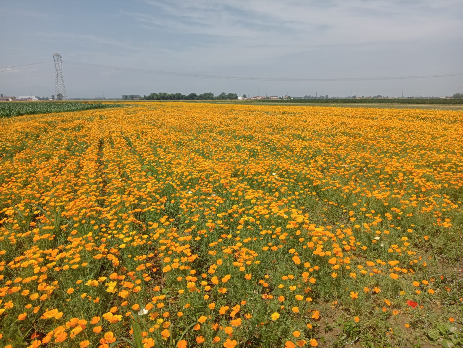 campo-camomilla-biologica