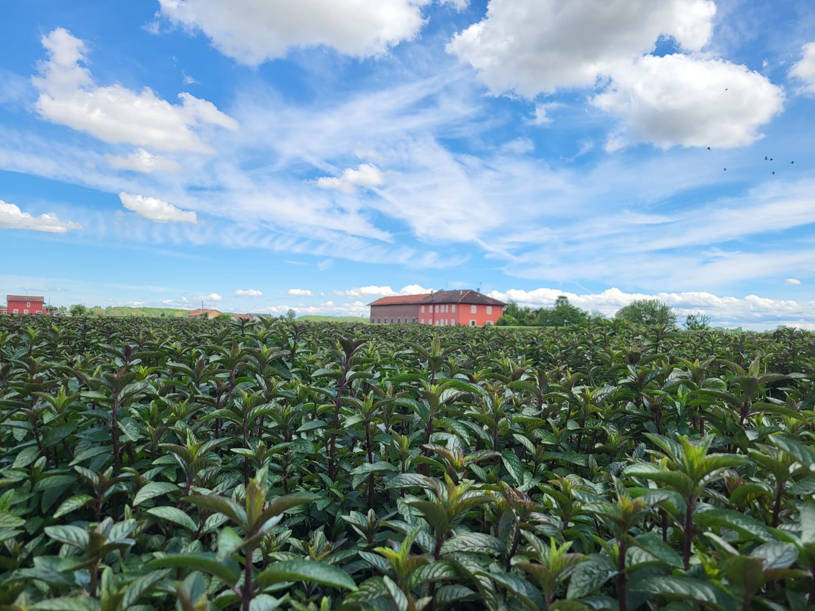 campo-menta-fresca
