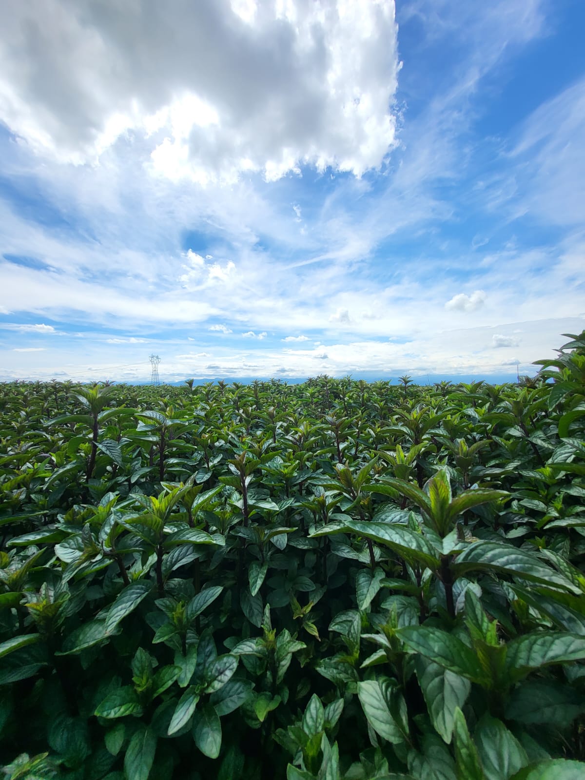 coltivazione-piante-officinali