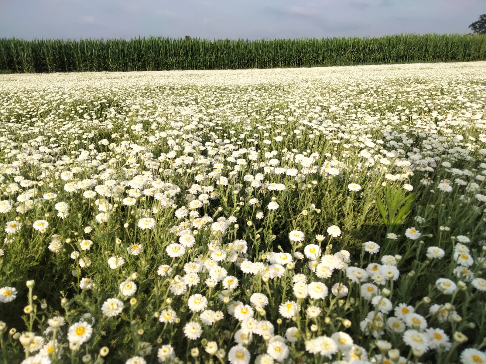 distesa-camomilla-fiore