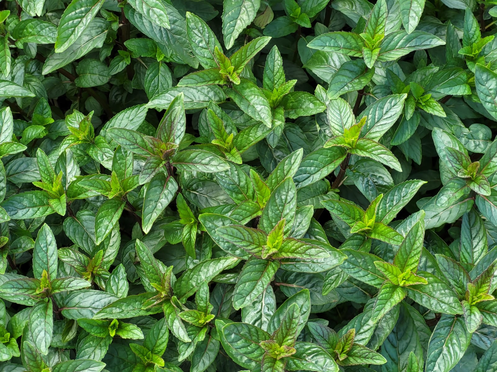 piantagione-menta-piperita